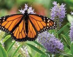 Finding my 'Freedom' Wings