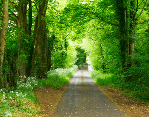 Environmental Pillar